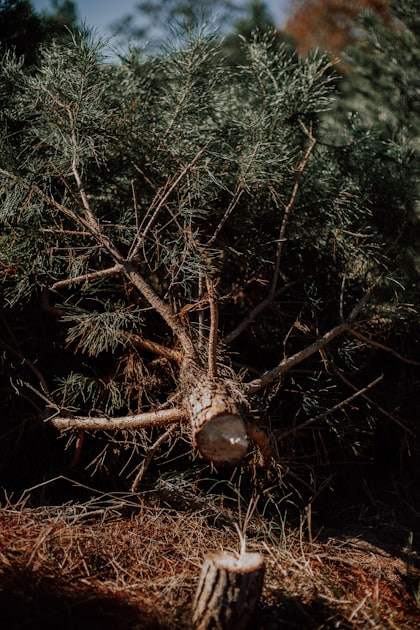 Can I Remove A Tree On My Property Without Council Approval In Bendigo?