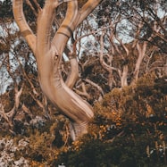How Long Does Tree Removal Take In Bendigo?