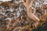 What Happens If I Remove A Tree Without A Permit In Bendigo?